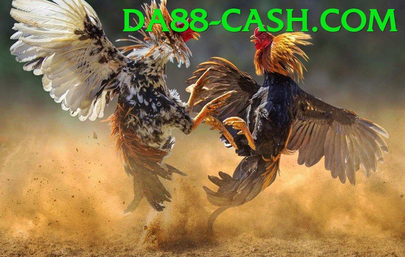 Cách Đọc Kèo Đá Gà - FPS cao