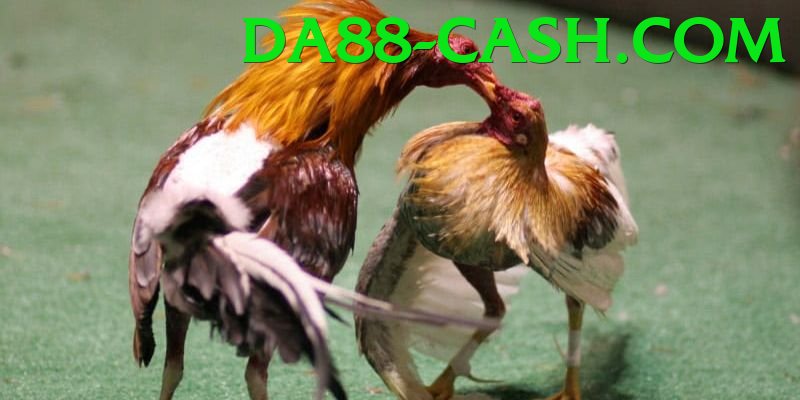 Đá Gà Trực Tiếp - da88 - Skin hiếm